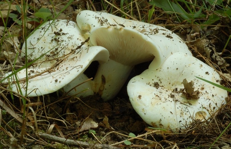 Lactarius piperatus del 4 luglio